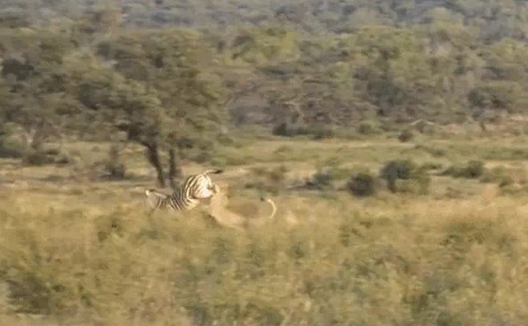 Ảnh cắt từ clip.