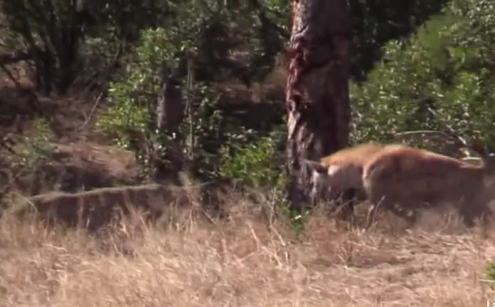 Ảnh cắt từ clip.