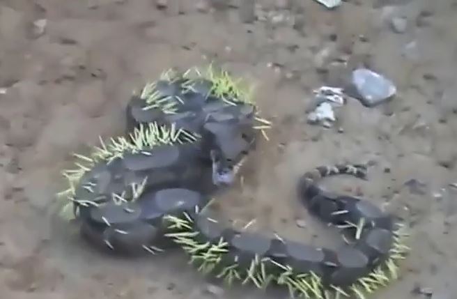 Ảnh cắt từ clip.