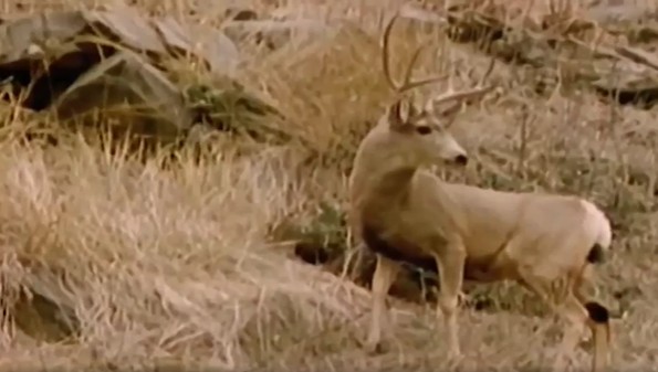 Ảnh cắt từ clip.