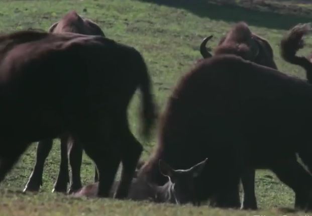 Ảnh cắt từ clip.