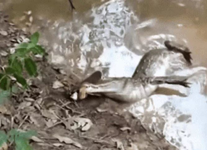 Ảnh cắt từ clip.