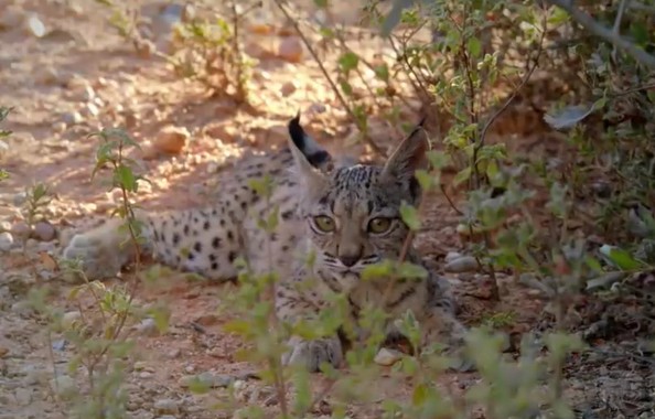 Ảnh cắt từ clip.