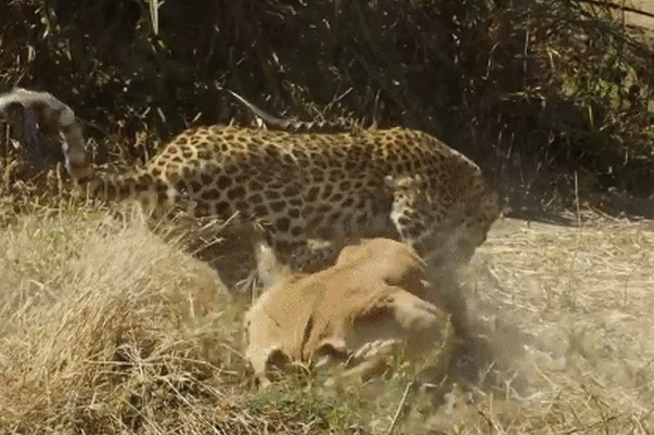 Ảnh cắt từ clip.