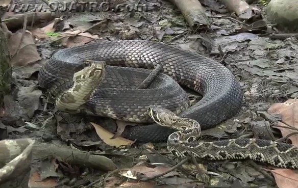 Ảnh cắt từ clip.