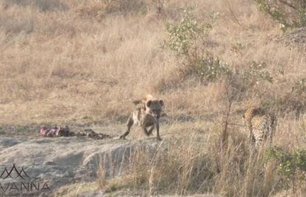 Linh cẩu cướp mồi của báo hoa mai.