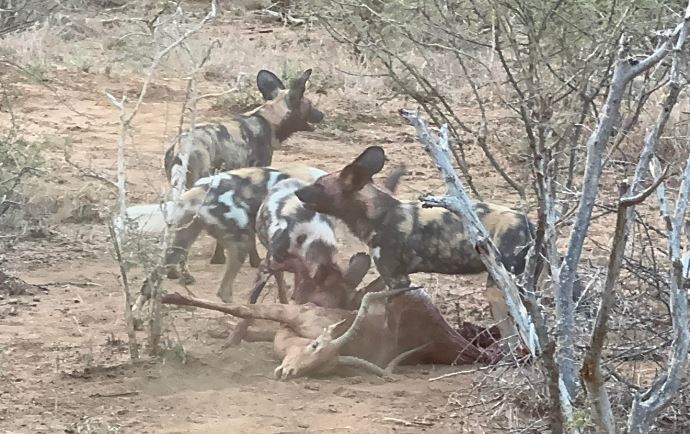 Chó hoang săn linh dương Impala.