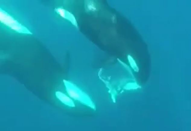 Ảnh cắt từ clip.