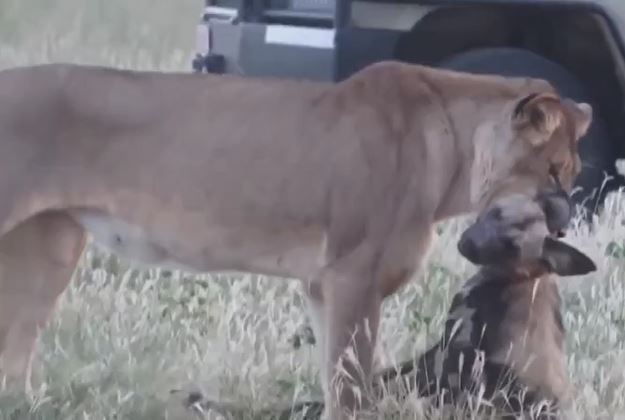 Ảnh cắt từ clip.