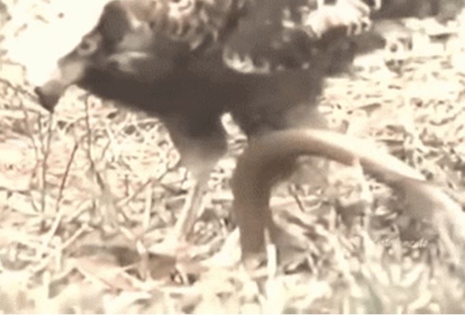 Ảnh cắt từ clip.