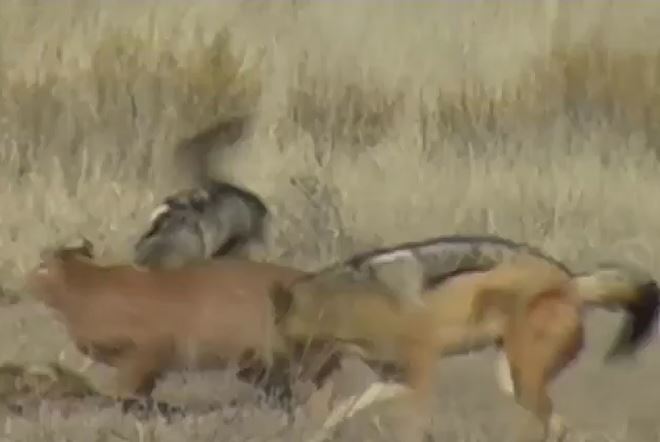 Ảnh cắt từ clip.