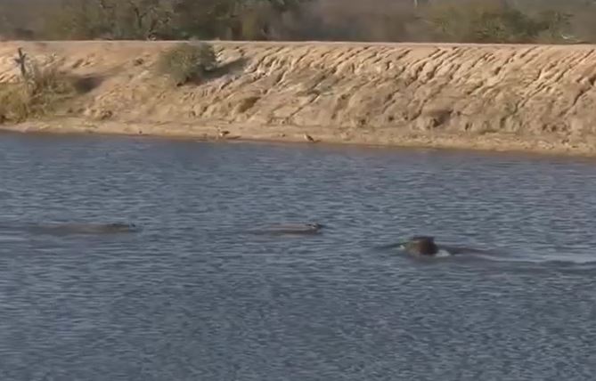 Ảnh cắt từ clip.