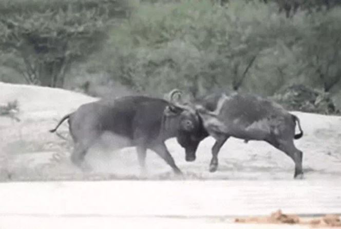 Ảnh cắt từ clip.