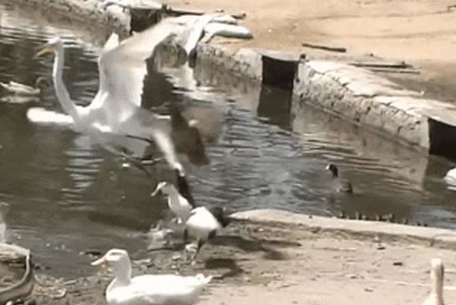 Ảnh cắt từ clip.