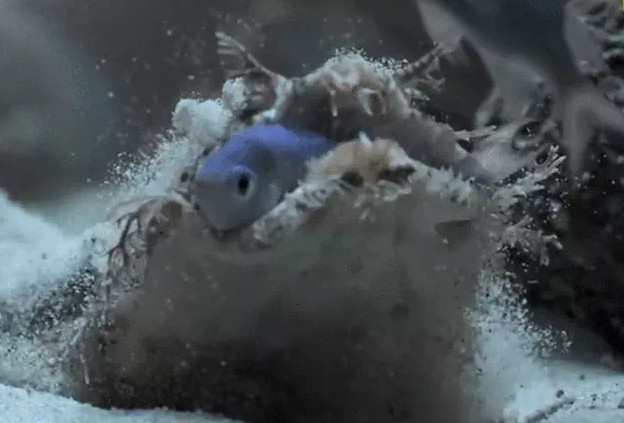 Ảnh cắt từ clip.