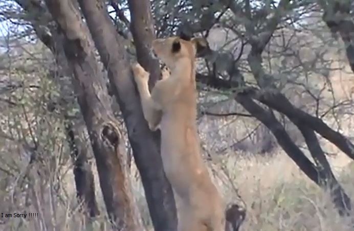 Ảnh cắt từ clip.