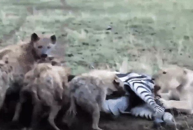 Ảnh cắt từ clip.