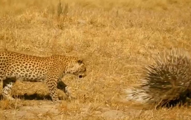 Ảnh cắt từ clip.