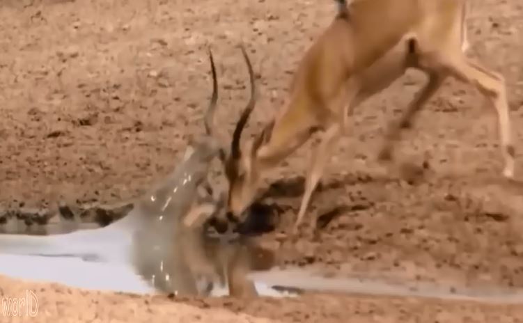 Cá sấu săn linh dương.