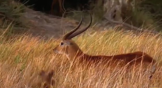 Ảnh cắt từ clip.