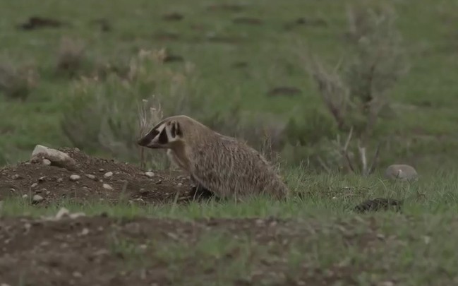 Ảnh cắt từ clip.