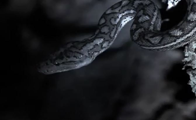 Trăn rình săn dơi.