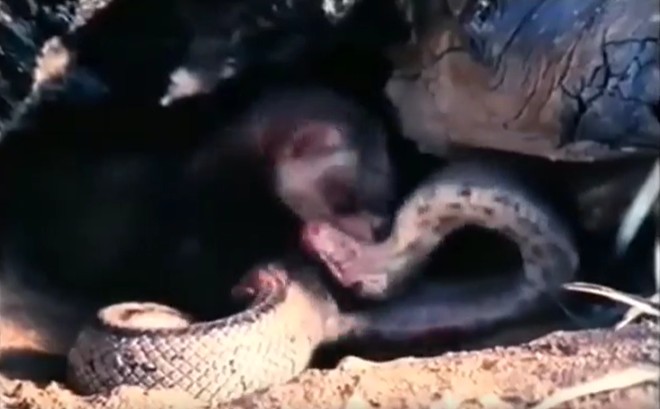 Ảnh cắt từ clip.