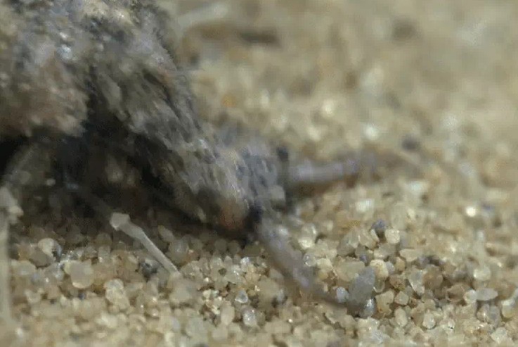 Ảnh cắt từ clip.