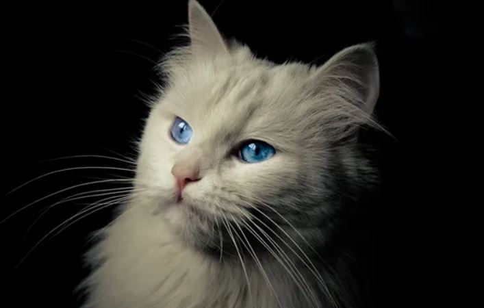 Hai nghiên cứu mới cho thấy quá trình thuần hóa mèo diễn ra muộn hơn nhiều so với suy nghĩ trước đây.