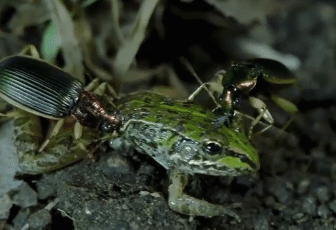 Ảnh cắt từ clip.