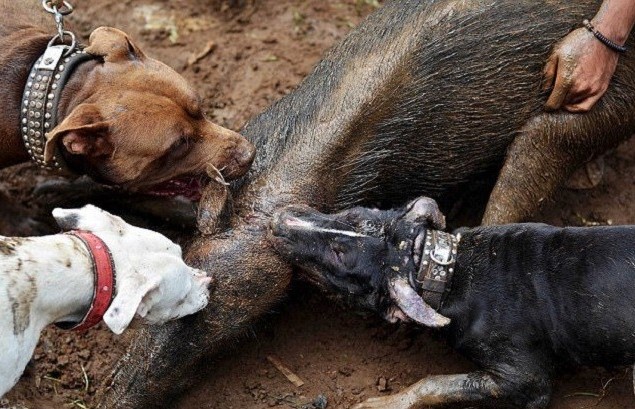 Ảnh cắt từ clip.