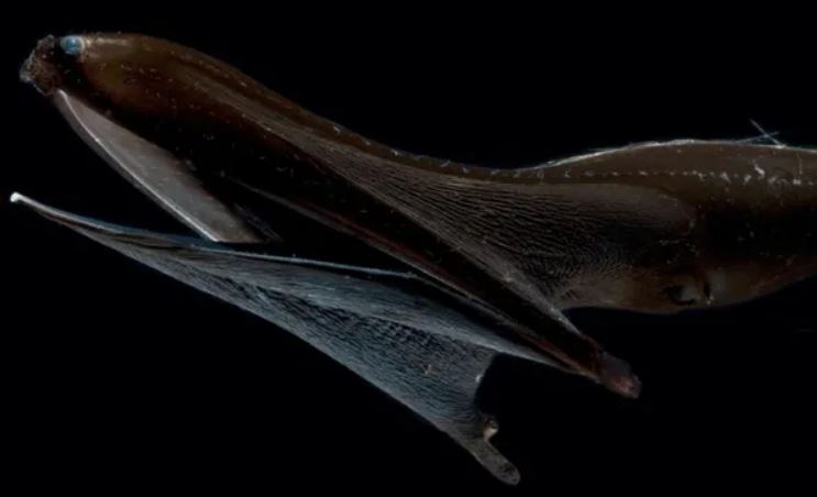 Hàm dưới của lươn biển dài khoảng một phần tư so với toàn bộ cơ thể của nó.