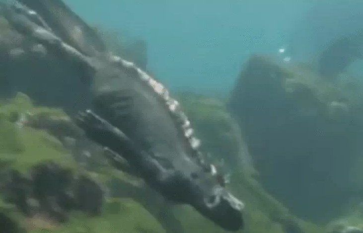 Ảnh cắt từ clip.