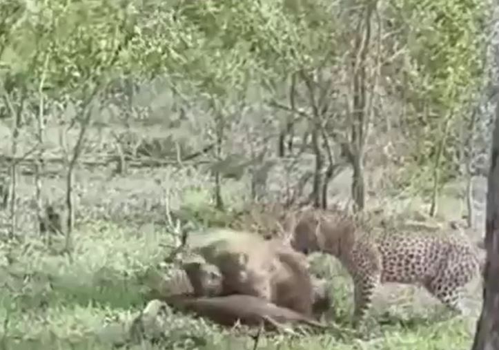 Ảnh cắt từ clip.