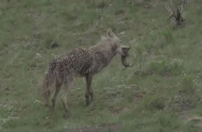 Ảnh cắt từ clip.