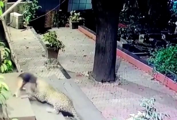 Ảnh cắt từ clip.