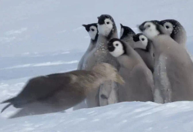 Ảnh cắt từ clip.