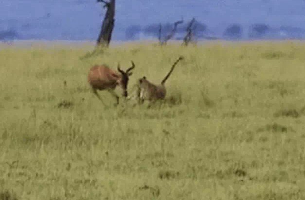 Ảnh cắt từ clip.