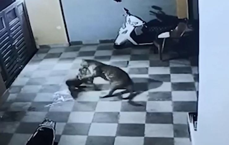 Ảnh cắt từ clip.