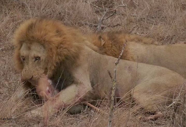 Sư tử tranh giành xác linh dương Impala.