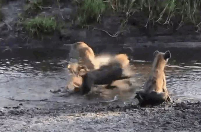 Ảnh cắt từ clip.