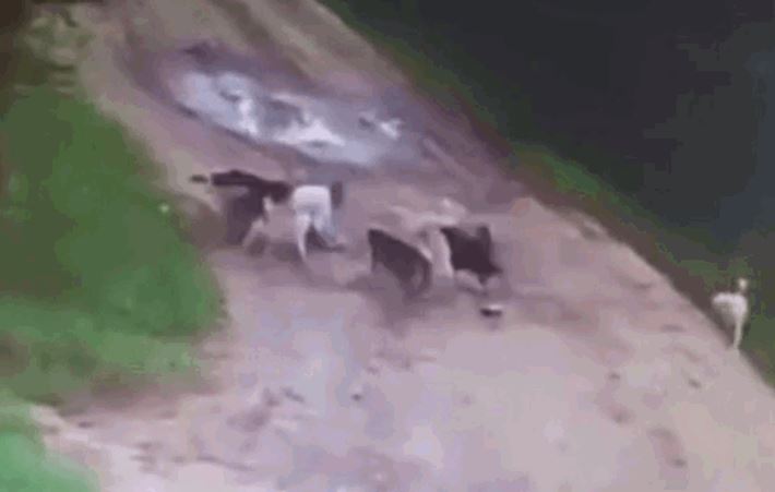 Ảnh cắt từ clip.