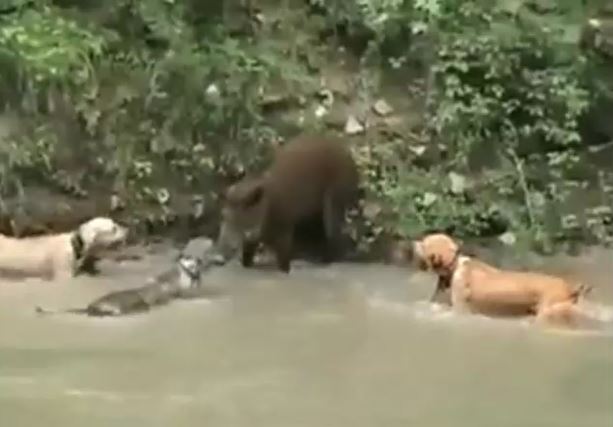 Ảnh cắt từ clip.