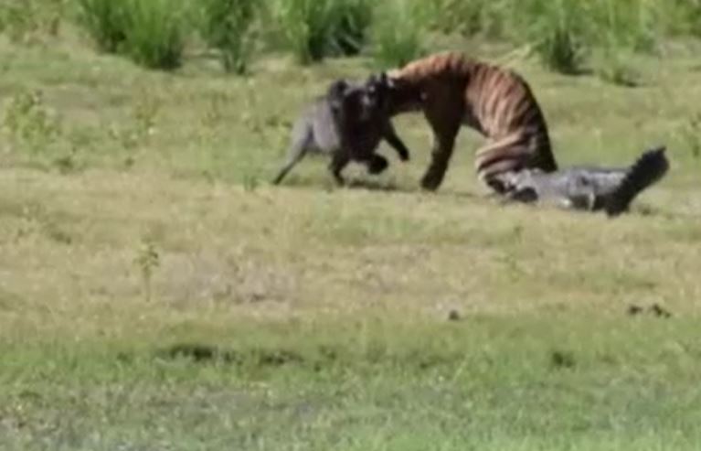 Ảnh cắt từ clip.