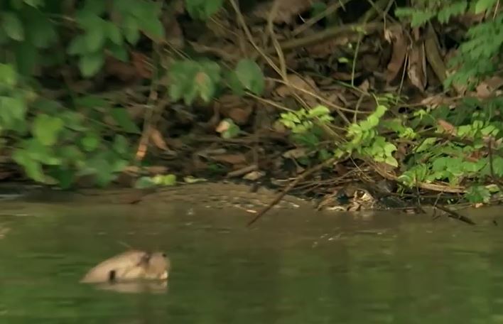 Ảnh cắt từ clip.