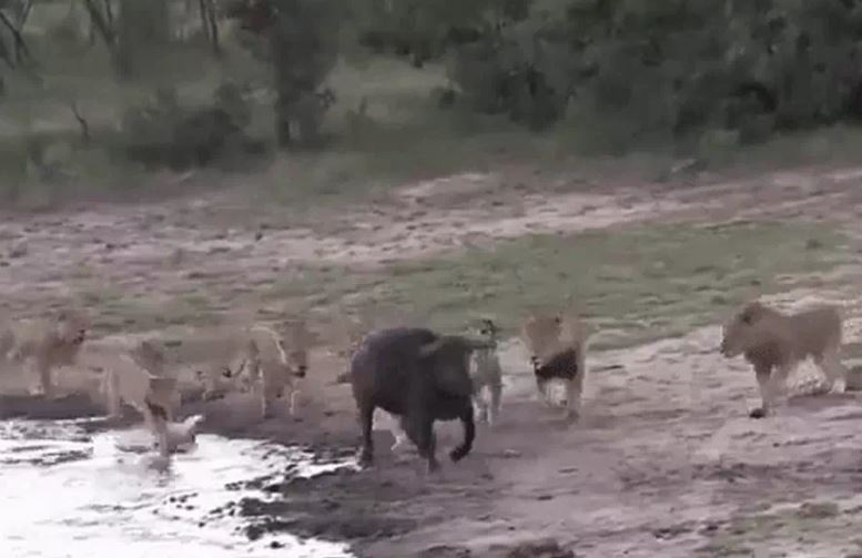 Ảnh cắt từ clip.