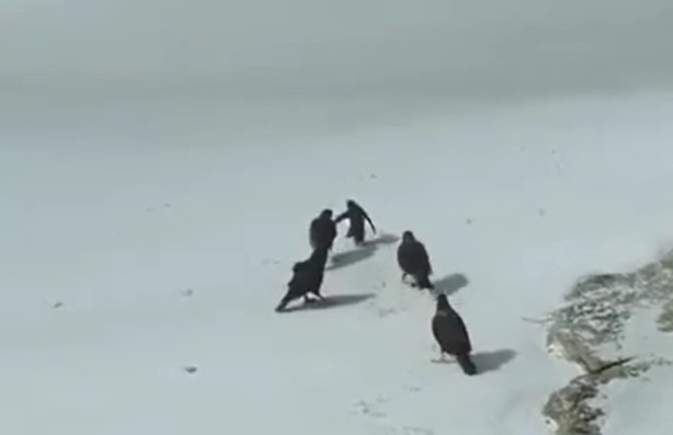 Ảnh cắt từ clip.