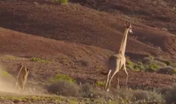 Ảnh cắt từ clip.