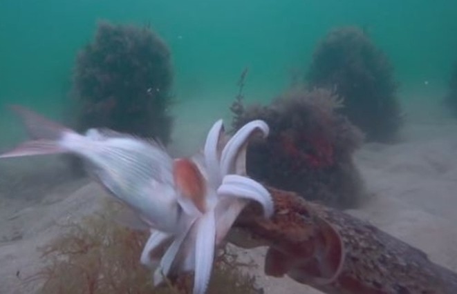 Ảnh cắt từ clip.