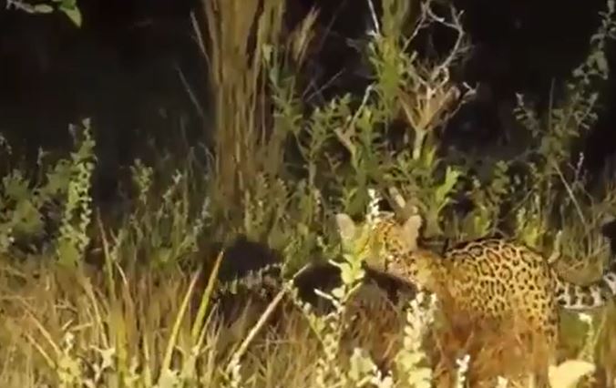 Ảnh cắt từ clip.